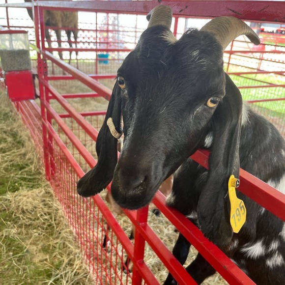 Meet your Posher, Van ella - Picture 1 of 1